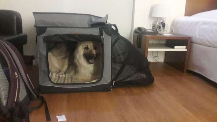 Hunde im Hotelbett-Beitrag-Bild