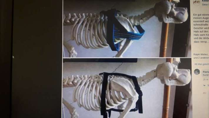 julius k9 geschirr-Beitrag-Bild