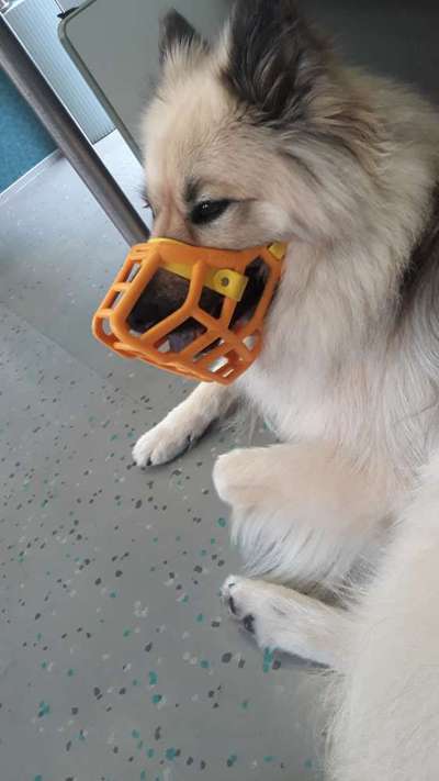 Wie sitzt mein Maulkorb / Maulkorb-Beratung-Beitrag-Bild