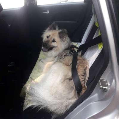 Autofahren: Hund im Fußraum richtig sichern-Beitrag-Bild