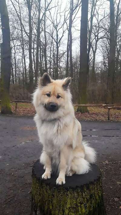 Nordische Hunde-Beitrag-Bild