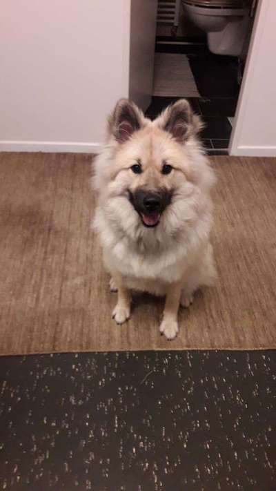 Dein lächelnder Vierbeiner-Beitrag-Bild