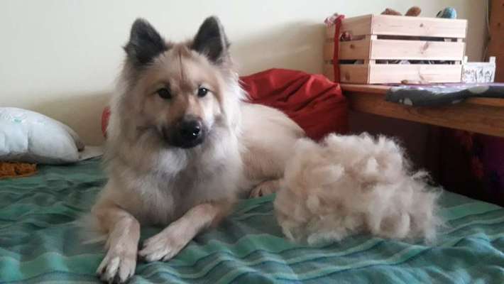 Eurasier hier?-Beitrag-Bild