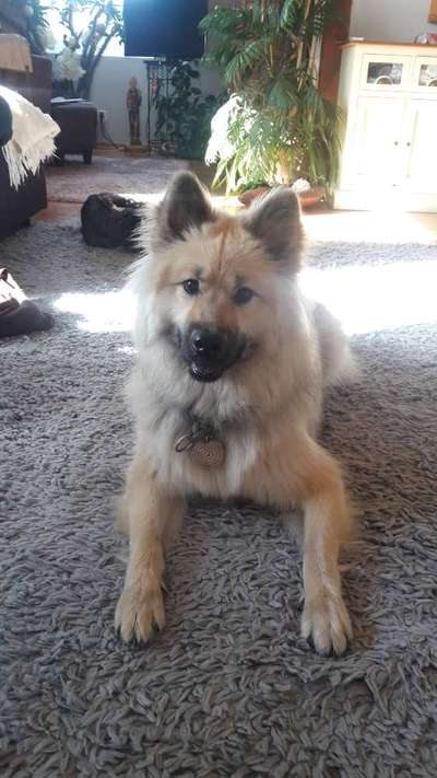 Eurasier-Beitrag-Bild