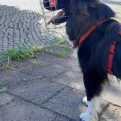 Wie sitzt mein Maulkorb / Maulkorb-Beratung-Beitrag-Bild
