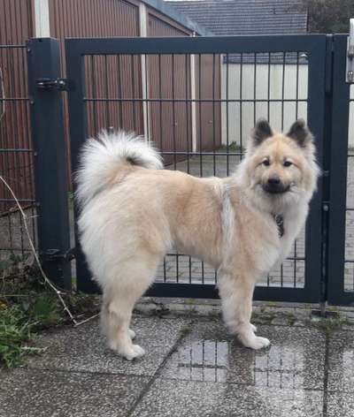 Border Collie Mix scheren lassen ?-Beitrag-Bild