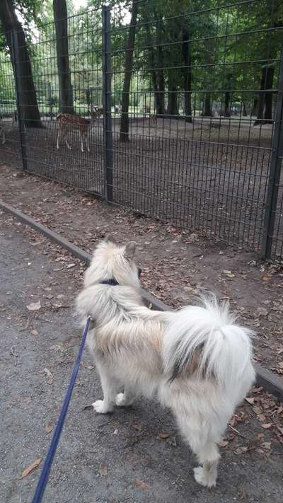 extremer Haarausfall-Beitrag-Bild