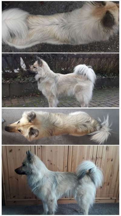 Der Gewichts-Thread-Beitrag-Bild