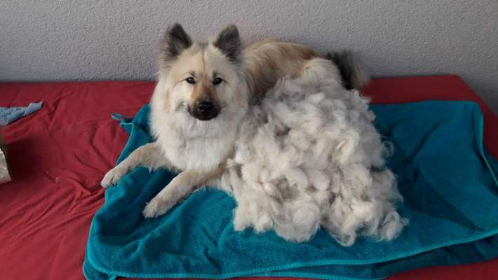 Border Collie Mix scheren lassen ?-Beitrag-Bild