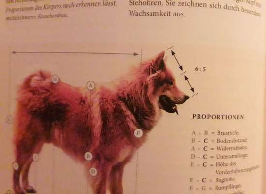 Umfrage zur relativen Schnauzenlänge-Beitrag-Bild