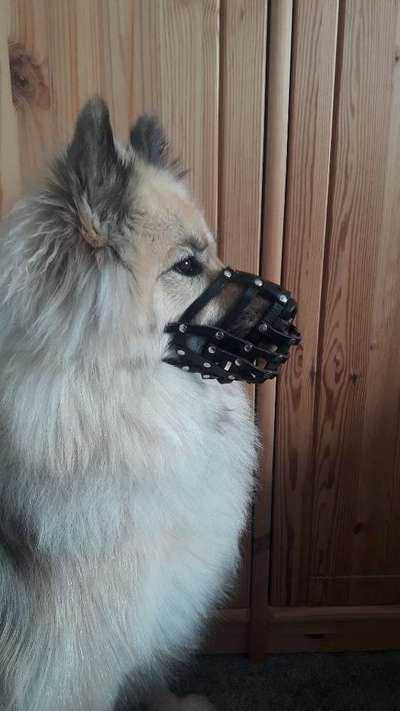 Wie sitzt mein Maulkorb / Maulkorb-Beratung-Beitrag-Bild