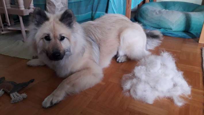 Border Collie Mix scheren lassen ?-Beitrag-Bild