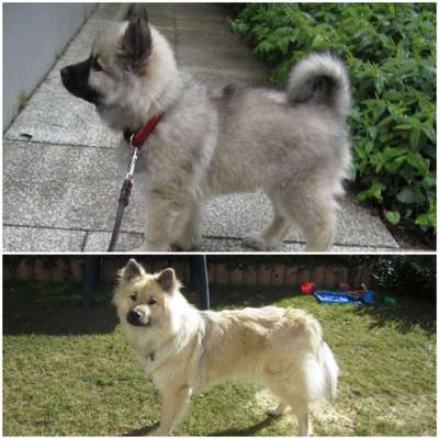 Als Welpen sind sie alle noch süßer-Beitrag-Bild