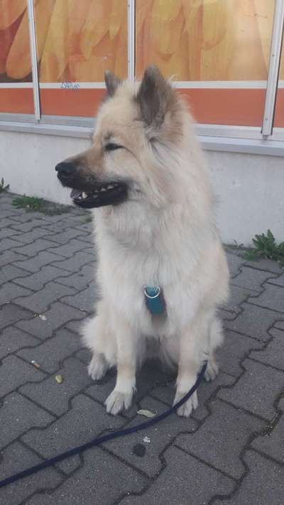 Wie sitzt mein Geschirr?-Beitrag-Bild