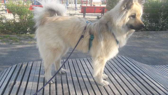 Wie sitzt mein Geschirr?-Beitrag-Bild