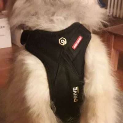Autofahren: Hund im Fußraum richtig sichern-Beitrag-Bild