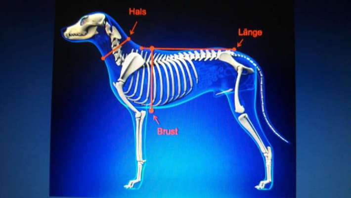 Canicross/Bikejöring-Ausstattung-Beitrag-Bild