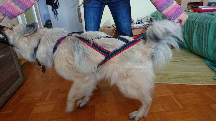 Eurasier hier?-Beitrag-Bild