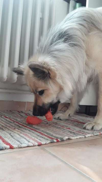 Hund & Obst-Beitrag-Bild