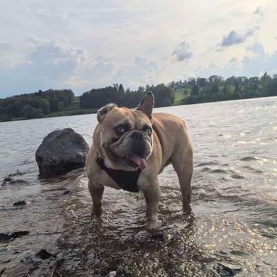 Hundetreffen-Badespaß am Hundestrand-Bild