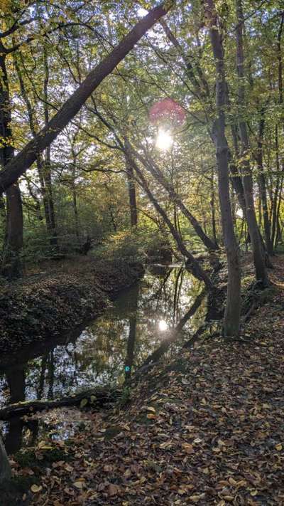 Hundetreffen-Social Walks / Gassigehen-Bild