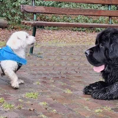 Hundetreffen-Köterwiese kennenlernen-Bild