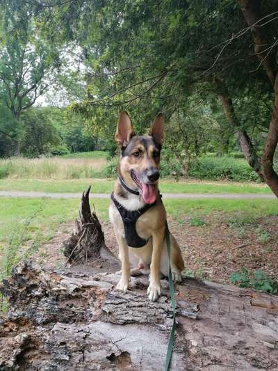 Wie sitzt mein Geschirr?-Beitrag-Bild