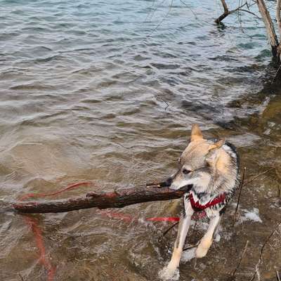 Hundetreffen-Gassi und spielen-Bild