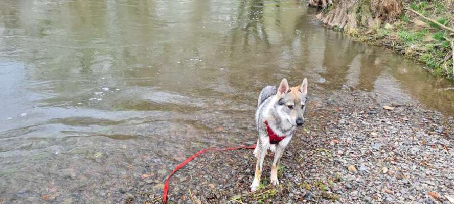 Wolfhunde Besitzer TWH oder SWH hier?-Beitrag-Bild