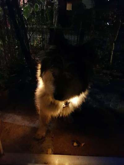 Beleuchtung beim Gassigang-Beitrag-Bild