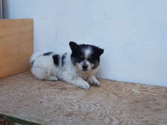 Welpen Bilder !-Beitrag-Bild