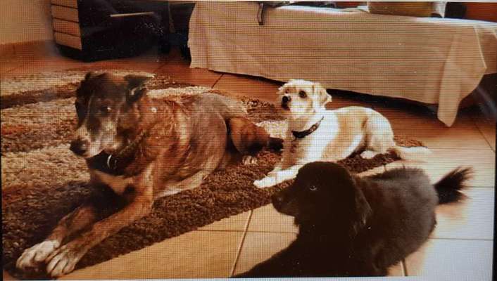 Mischlinge raten - Rätselspaß-Beitrag-Bild