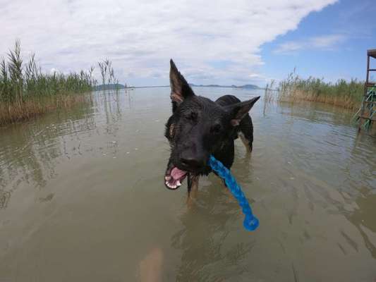 Die Dogorama Wochen Challenge-Beitrag-Bild