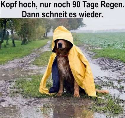 Hunde Memes-Beitrag-Bild