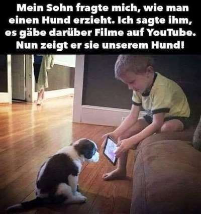 Hunde Memes-Beitrag-Bild