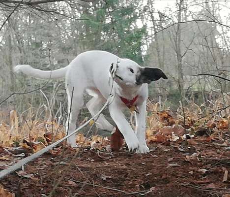 Bild wo euer Hund quatsch macht-Beitrag-Bild