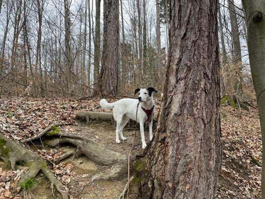 12. Farben Foto Challenge --- Braun-Beitrag-Bild