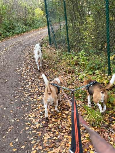 Spaziergang mit drei Hunden-Beitrag-Bild