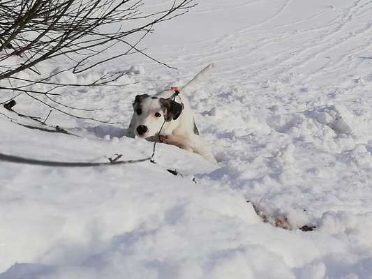 Fotochallenge 61 ~ Schnee-Beitrag-Bild