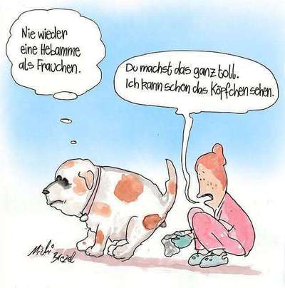Hunde Memes-Beitrag-Bild