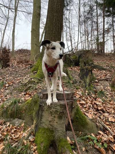 Dogorama Photo Challenge - Der Frühling kommt-Beitrag-Bild