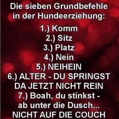 Hunde Memes-Beitrag-Bild
