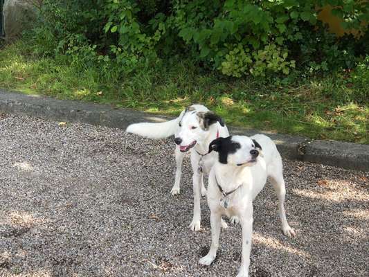 Fotochallenge Nr. 51 "Euer Hund mit anderen Tieren"-Beitrag-Bild
