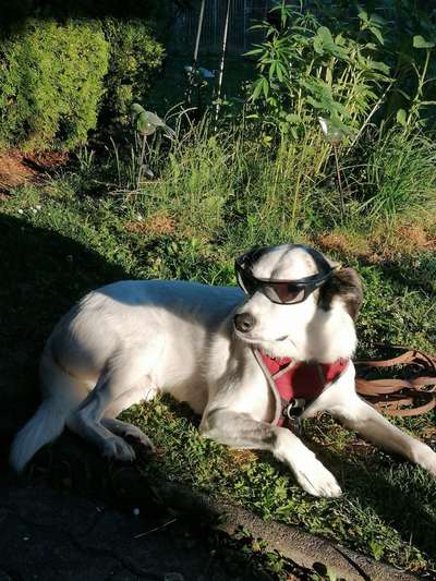 Fotos &Collagen: Beobachtungsposten-Beitrag-Bild