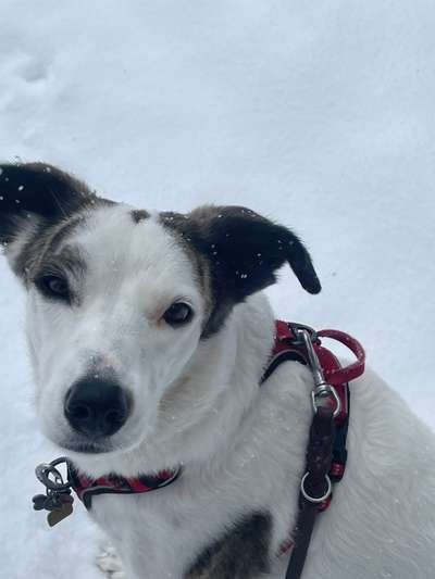 Lustige Szenen bzw Vorfälle mit eurem Liebling-Beitrag-Bild