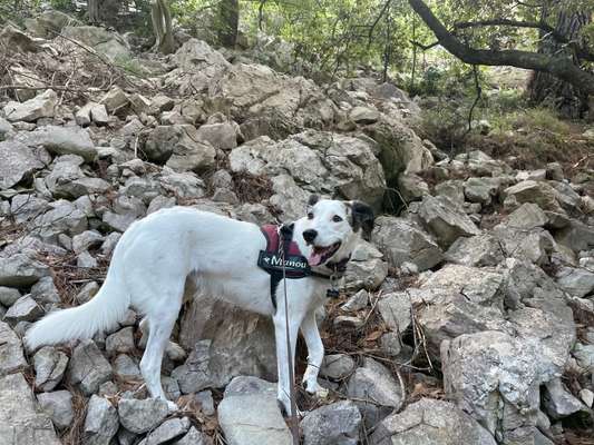 Dogorama Photo Challenge - Einmal lächeln bitte-Beitrag-Bild