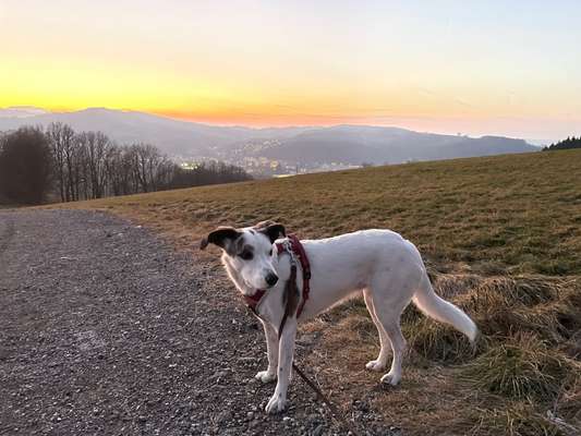 9.Farben-Fotochallenge            Gelb-Beitrag-Bild