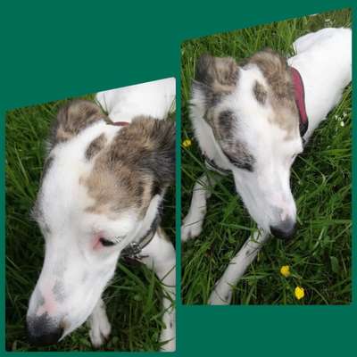 Lustige Szenen bzw Vorfälle mit eurem Liebling-Beitrag-Bild