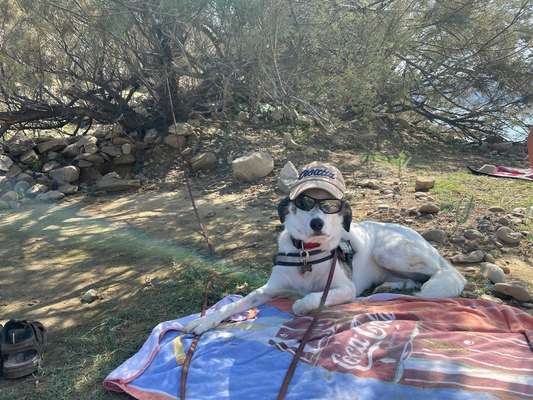 Fotochallange nr. 106
Der geschmückte Hund.-Beitrag-Bild