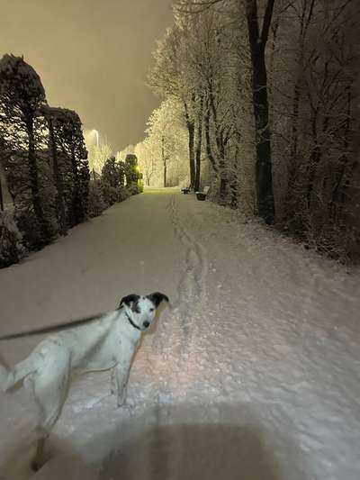 Dogorama Photo Challenge - Winterstimmung-Beitrag-Bild